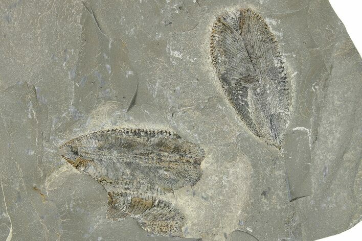 Plate of Ordovician Graptolite (Phyllograptus) Fossils - Utah #271720